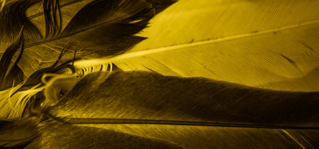 yellow feather pigeon macro photo. texture or backgroundの写真素材