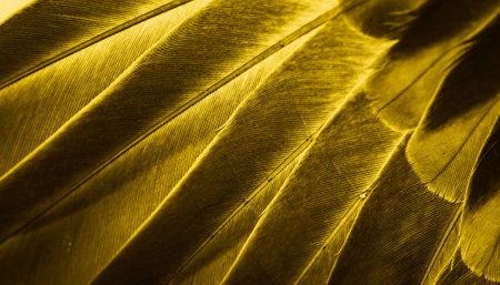 yellow feather pigeon macro photo. texture or backgroundの写真素材