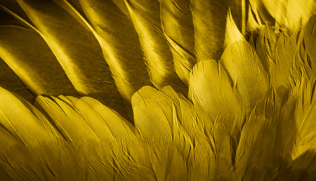 yellow feather pigeon macro photo. texture or backgroundの写真素材