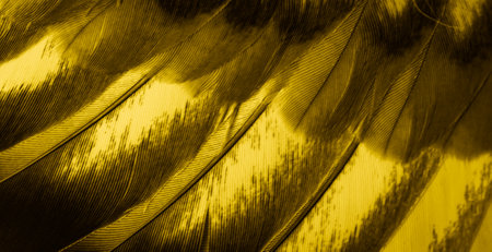 yellow feather pigeon macro photo. texture or backgroundの写真素材