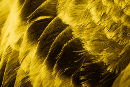 yellow feather pigeon macro photo. texture or backgroundの写真素材