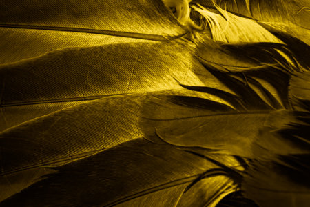 yellow feather pigeon macro photo. texture or backgroundの写真素材
