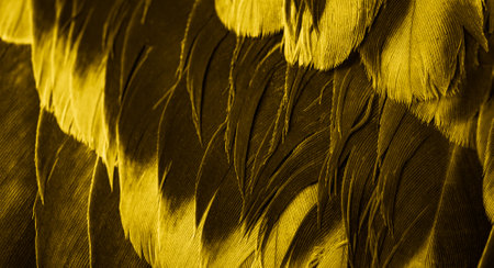 yellow feather pigeon macro photo. texture or backgroundの写真素材
