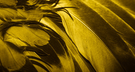 yellow feather pigeon macro photo. texture or backgroundの写真素材