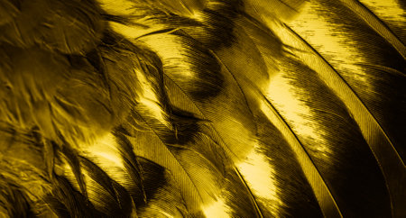 yellow feather pigeon macro photo. texture or backgroundの写真素材