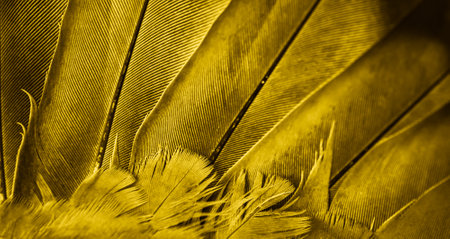 yellow feather pigeon macro photo. texture or backgroundの写真素材