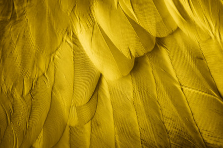 yellow feather pigeon macro photo. texture or backgroundの写真素材