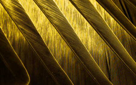 yellow feather pigeon macro photo. texture or backgroundの写真素材