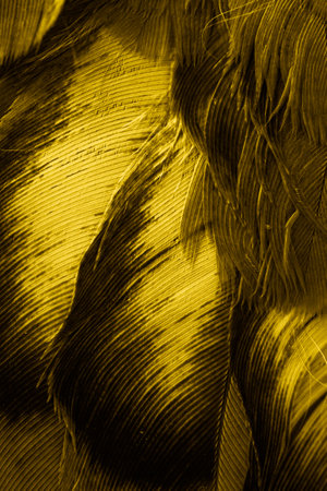 yellow feather pigeon macro photo. texture or backgroundの写真素材