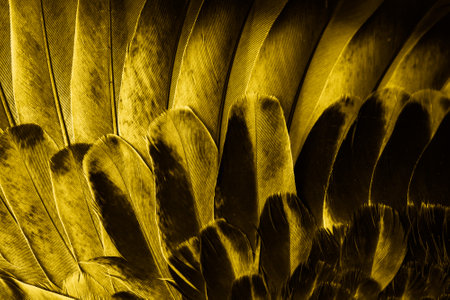 yellow feather pigeon macro photo. texture or backgroundの写真素材