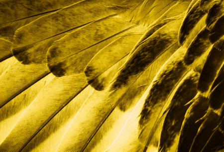 yellow feather pigeon macro photo. texture or backgroundの写真素材