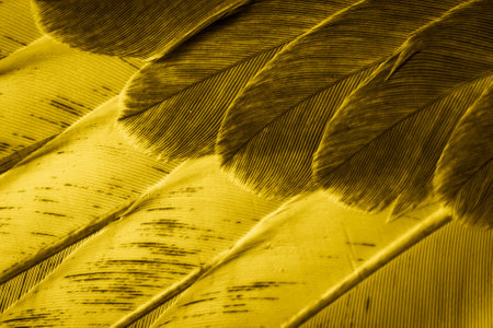 yellow feather pigeon macro photo. texture or backgroundの写真素材