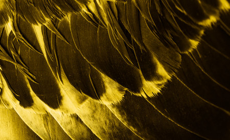 yellow feather pigeon macro photo. texture or backgroundの写真素材