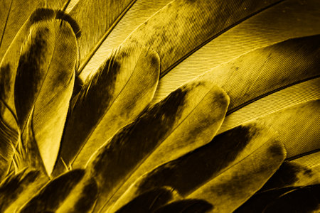 yellow feather pigeon macro photo. texture or backgroundの写真素材