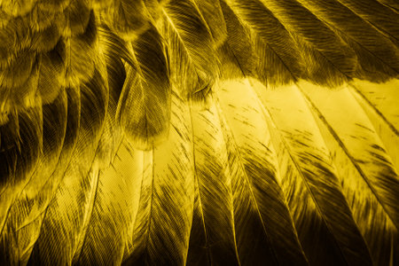 yellow feather pigeon macro photo. texture or backgroundの写真素材