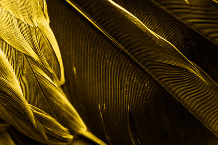 yellow feather pigeon macro photo. texture or backgroundの写真素材