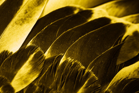 yellow feather pigeon macro photo. texture or backgroundの写真素材