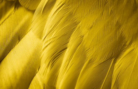 yellow feather pigeon macro photo. texture or backgroundの写真素材