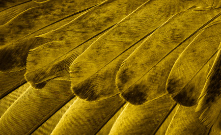 yellow feather pigeon macro photo. texture or backgroundの写真素材