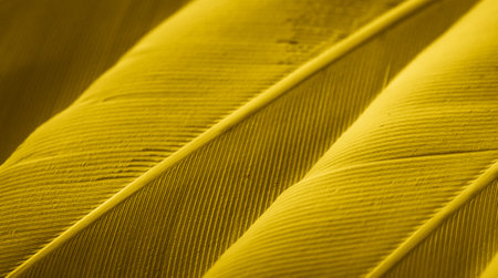 yellow feather pigeon macro photo. texture or backgroundの写真素材