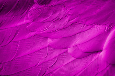 violet feather pigeon macro photo. texture or backgroundの写真素材