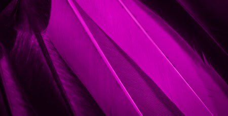 violet feather pigeon macro photo. texture or backgroundの写真素材