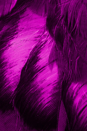 violet feather pigeon macro photo. texture or backgroundの写真素材