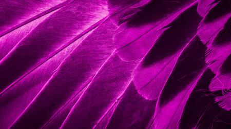 violet feather pigeon macro photo. texture or backgroundの写真素材