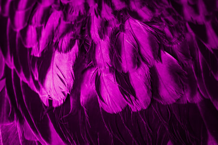 violet feather pigeon macro photo. texture or backgroundの写真素材