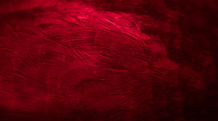 red feather pigeon macro photo. texture or backgroundの写真素材
