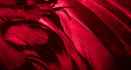 red feather pigeon macro photo. texture or backgroundの写真素材