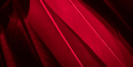 red feather pigeon macro photo. texture or backgroundの写真素材