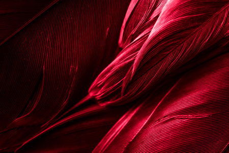 red feather pigeon macro photo. texture or backgroundの写真素材