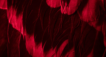 red feather pigeon macro photo. texture or backgroundの写真素材