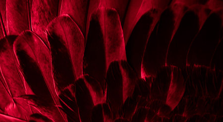 red feather pigeon macro photo. texture or backgroundの写真素材