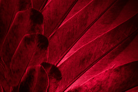 red feather pigeon macro photo. texture or backgroundの写真素材