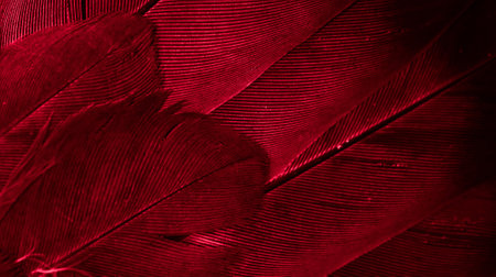 red feather pigeon macro photo. texture or backgroundの写真素材