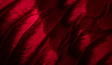 red feather pigeon macro photo. texture or background