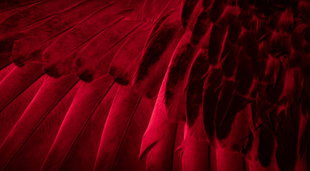 red feather pigeon macro photo. texture or backgroundの写真素材