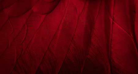 red feather pigeon macro photo. texture or backgroundの写真素材