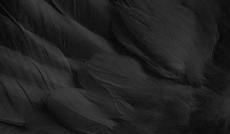 black feather pigeon macro photo. texture or backgroundの写真素材