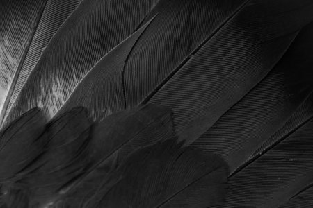 black feather pigeon macro photo. texture or backgroundの写真素材