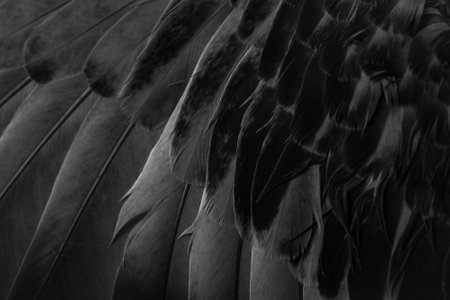 black feather pigeon macro photo. texture or background