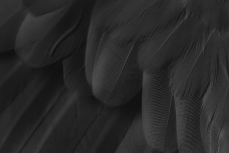 black feather pigeon macro photo. texture or backgroundの写真素材