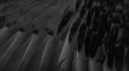 black feather pigeon macro photo. texture or backgroundの写真素材