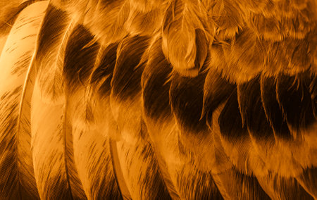 orange feather pigeon macro photo. texture or background