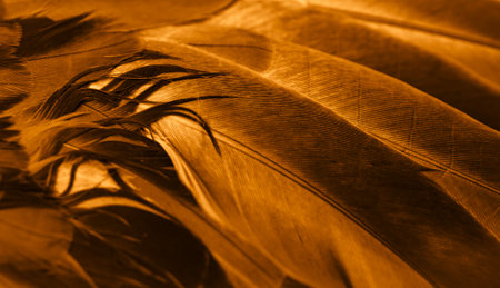 orange feather pigeon macro photo. texture or backgroundの写真素材