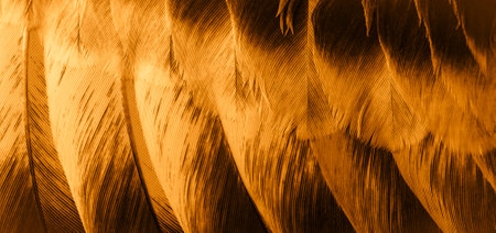 orange feather pigeon macro photo. texture or backgroundの写真素材