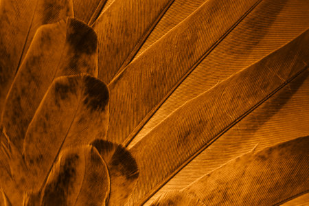 orange feather pigeon macro photo. texture or backgroundの写真素材