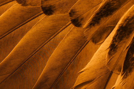 orange feather pigeon macro photo. texture or backgroundの写真素材